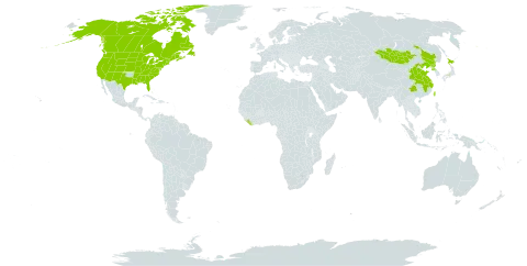 Sium suave world distribution map, present in Canada, China, Japan, Liberia, Mongolia, Korea (Democratic People's Republic of), Taiwan, Province of China, and United States of America