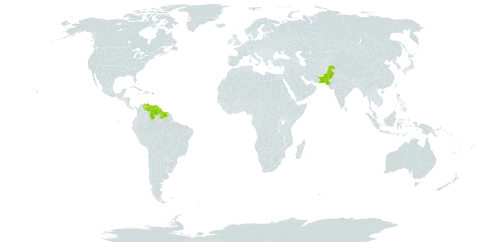 Smilax guianensis world distribution map, present in Guyana, Pakistan, Puerto Rico, Suriname, and Venezuela (Bolivarian Republic of)