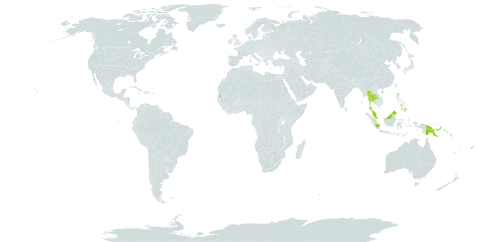 Smythea lanceata world distribution map, present in Brunei Darussalam, Fiji, Micronesia (Federated States of), Indonesia, India, Malaysia, Philippines, Palau, Papua New Guinea, Singapore, Solomon Islands, Seychelles, Thailand, and United States of America