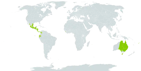 Solandra maxima world distribution map, present in Australia, Colombia, Costa Rica, Ecuador, Fiji, Guatemala, Honduras, Sri Lanka, Mexico, Mauritius, Nicaragua, Panama, and Venezuela (Bolivarian Republic of)