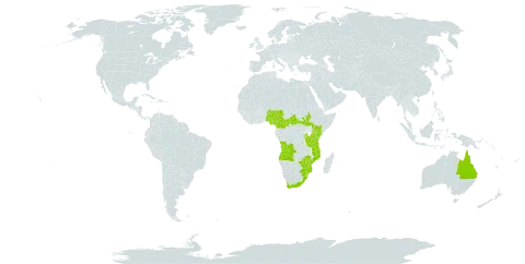 Solanum aculeastrum world distribution map, present in Angola, Australia, Burundi, Central African Republic, Cameroon, Equatorial Guinea, Kenya, Mozambique, Malawi, Nigeria, Rwanda, South Sudan, eSwatini, Tanzania, United Republic of, Uganda, South Africa, and Zimbabwe