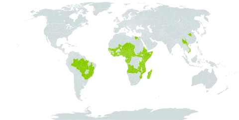 Solanum aethiopicum world distribution map, present in Angola, Antigua and Barbuda, Benin, Burkina Faso, Brazil, Barbados, Central African Republic, China, Côte d'Ivoire, Cameroon, Congo, Egypt, Eritrea, Ethiopia, Gabon, Ghana, Guinea, Equatorial Guinea, Jamaica, Kenya, Liberia, Madagascar, Mali, Mozambique, Malawi, Niger, Nigeria, Senegal, Sierra Leone, Somalia, South Sudan, Sao Tome and Principe, Chad, Togo, Taiwan, Province of China, Tanzania, United Republic of, Uganda, Viet Nam, and Zambia