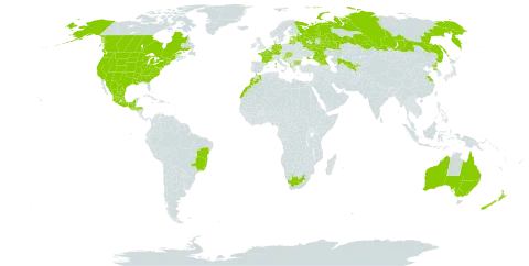 Solanum angustifolium world distribution map, present in Albania, Australia, Bulgaria, Brazil, Canada, China, Germany, Spain, Estonia, France, Georgia, Guatemala, Honduras, Croatia, Hungary, Israel, Lithuania, Latvia, Morocco, Mexico, New Zealand, Korea (Democratic People's Republic of), Russian Federation, Slovakia, Ukraine, United States of America, Uzbekistan, and South Africa