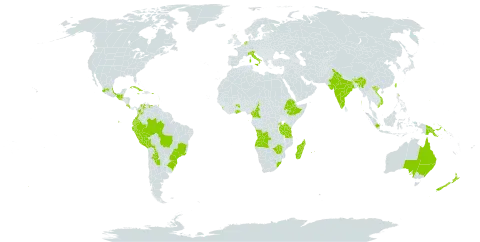 Solanum betaceum world distribution map, present in Angola, Argentina, Australia, Bolivia (Plurinational State of), Brazil, Bhutan, Cameroon, Colombia, Cabo Verde, Costa Rica, Cuba, Cayman Islands, Ecuador, Ethiopia, United Kingdom of Great Britain and Northern Ireland, Ghana, Guatemala, Guam, Indonesia, India, Italy, Jamaica, Sri Lanka, Madagascar, Mexico, Myanmar, Martinique, Mauritius, Malawi, Niue, Netherlands, New Zealand, Peru, Papua New Guinea, Puerto Rico, Réunion, Rwanda, Sao Tome and Principe, Trinidad and Tobago, Taiwan, Province of China, Tanzania, United Republic of, Uganda, Venezuela (Bolivarian Republic of), Viet Nam, South Africa, and Zimbabwe