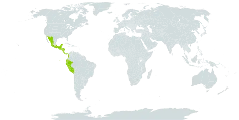 Solanum candidum world distribution map, present in Belize, Colombia, Costa Rica, Ecuador, Guatemala, Honduras, Mexico, Nicaragua, Panama, Peru, and El Salvador