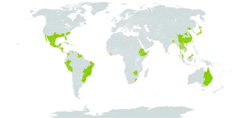 Solanum capsicoides world distribution map, present in Argentina, Antigua and Barbuda, Australia, Bangladesh, Belize, Bermuda, Brazil, Barbados, China, Colombia, Costa Rica, Cuba, Dominica, Ethiopia, Guadeloupe, Grenada, Guyana, Honduras, India, Jamaica, Japan, Lao People's Democratic Republic, Liberia, Saint Lucia, Sri Lanka, Mexico, Montserrat, Martinique, Malaysia, Nicaragua, Peru, Puerto Rico, Suriname, Thailand, Trinidad and Tobago, Taiwan, Province of China, United States of America, Venezuela (Bolivarian Republic of), Viet Nam, South Africa, and Zimbabwe