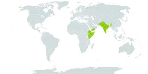 Solanum cordatum world distribution map, present in Djibouti, Ethiopia, India, Kenya, Pakistan, Somalia, and Yemen