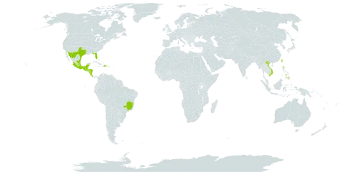 Solanum diphyllum world distribution map, present in Bahamas, Belize, Brazil, Costa Rica, Dominican Republic, Guatemala, Honduras, Mexico, Nicaragua, Philippines, Taiwan, Province of China, United States of America, and Viet Nam