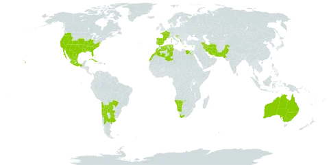 Solanum elaeagnifolium world distribution map, present in Albania, Argentina, Australia, Bahamas, Bosnia and Herzegovina, Brazil, Chile, Cuba, Cyprus, Algeria, Egypt, Spain, France, Greece, Croatia, Iran (Islamic Republic of), Iceland, Israel, Morocco, Mexico, Namibia, Pakistan, Puerto Rico, Portugal, Paraguay, Qatar, Tunisia, Uruguay, United States of America, and South Africa