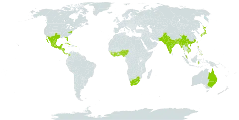 Solanum erianthum world distribution map, present in Australia, Benin, Bangladesh, Bahamas, Belize, Bhutan, China, Côte d'Ivoire, Colombia, Costa Rica, Cuba, Ghana, Guinea, Guatemala, Honduras, Indonesia, India, Jamaica, Japan, Cambodia, Lao People's Democratic Republic, Liberia, Sri Lanka, Mexico, Myanmar, Malaysia, Nigeria, Nicaragua, Nepal, Pakistan, Panama, Philippines, Palau, Puerto Rico, Sierra Leone, Turks and Caicos Islands, Togo, Trinidad and Tobago, Taiwan, Province of China, United States of America, Viet Nam, and South Africa