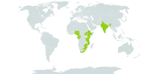 Solanum giganteum world distribution map, present in Cameroon, Congo, Spain, Ethiopia, Gabon, India, Kenya, Sri Lanka, Mozambique, Malawi, Nigeria, Rwanda, South Sudan, eSwatini, Tanzania, United Republic of, Uganda, South Africa, and Zimbabwe