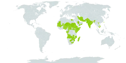 Solanum incanum world distribution map, present in Afghanistan, Angola, Anguilla, Benin, Burkina Faso, Bahrain, Botswana, Central African Republic, Congo, Comoros, Djibouti, Egypt, Eritrea, Ethiopia, Gabon, India, Iran (Islamic Republic of), Israel, Kenya, Cambodia, Lesotho, Madagascar, Mali, Mozambique, Mauritania, Mauritius, Malawi, Niger, Nigeria, Oman, Pakistan, Saudi Arabia, Sudan, Senegal, Somalia, South Sudan, eSwatini, Chad, Togo, Taiwan, Province of China, Tanzania, United Republic of, Uganda, Viet Nam, Yemen, South Africa, Zambia, and Zimbabwe