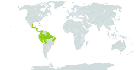 Solanum jamaicense world distribution map, present in Belize, Bolivia (Plurinational State of), Brazil, Colombia, Costa Rica, Cuba, Ecuador, Grenada, French Guiana, Guyana, Honduras, Jamaica, Saint Lucia, Mexico, Martinique, Nicaragua, Panama, Peru, Puerto Rico, Suriname, Trinidad and Tobago, United States of America, and Venezuela (Bolivarian Republic of)