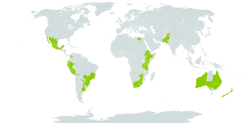 Solanum laxum world distribution map, present in Argentina, Australia, Bolivia (Plurinational State of), Brazil, Colombia, Ecuador, Egypt, Spain, Ethiopia, Kenya, Mexico, Nepal, New Zealand, Pakistan, Peru, Portugal, Paraguay, Tanzania, United Republic of, Uruguay, South Africa, and Zimbabwe