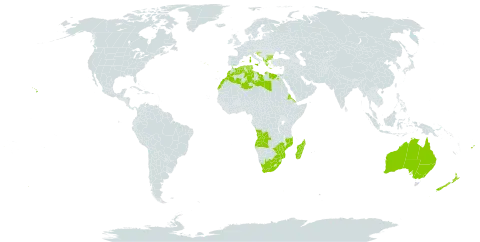 Solanum linnaeanum world distribution map, present in Angola, Albania, Australia, Bulgaria, Algeria, Egypt, Eritrea, Spain, Fiji, France, Gibraltar, Greece, Croatia, Italy, Libya, Morocco, Madagascar, Mozambique, New Zealand, Portugal, Tunisia, United States of America, South Africa, and Zimbabwe