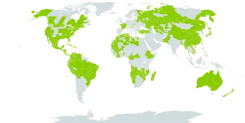 Solanum lycopersicum world distribution map, present in Angola, French Southern Territories, Australia, Benin, Burkina Faso, Bangladesh, Bahamas, Bosnia and Herzegovina, Belarus, Bolivia (Plurinational State of), Brazil, Bhutan, Central African Republic, Canada, China, Côte d'Ivoire, Cameroon, Cook Islands, Colombia, Cabo Verde, Costa Rica, Cuba, Dominican Republic, Algeria, Ecuador, Spain, Ethiopia, Fiji, France, Micronesia (Federated States of), Guinea, Guam, Honduras, Croatia, Haiti, India, Japan, Kazakhstan, Cambodia, Kiribati, Lao People's Democratic Republic, Libya, Morocco, Madagascar, Mexico, Marshall Islands, Mali, Myanmar, Northern Mariana Islands, Mozambique, Mauritania, Mauritius, Malawi, Namibia, Nicaragua, Niue, Nepal, Nauru, New Zealand, Pakistan, Panama, Peru, Philippines, Puerto Rico, Korea (Democratic People's Republic of), Portugal, Réunion, Russian Federation, Sao Tome and Principe, Slovakia, Slovenia, eSwatini, Tajikistan, Turkmenistan, Trinidad and Tobago, Tunisia, Turkey, Tuvalu, Taiwan, Province of China, United States Minor Outlying Islands, United States of America, Uzbekistan, Venezuela (Bolivarian Republic of), Viet Nam, Zambia, and Zimbabwe