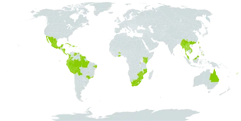 Solanum mammosum world distribution map, present in Antigua and Barbuda, Australia, Burundi, Belize, Bolivia (Plurinational State of), Brazil, Barbados, China, Colombia, Costa Rica, Cuba, Dominica, Dominican Republic, Ecuador, Fiji, Ghana, Guadeloupe, French Guiana, Guyana, Honduras, Haiti, Jamaica, Kenya, Lao People's Democratic Republic, Saint Lucia, Mexico, Myanmar, Mozambique, Martinique, Mauritius, Malawi, Malaysia, Nicaragua, Panama, Peru, Philippines, Puerto Rico, Réunion, Suriname, Thailand, Trinidad and Tobago, Taiwan, Province of China, Uganda, Saint Vincent and the Grenadines, Venezuela (Bolivarian Republic of), Viet Nam, South Africa, and Zimbabwe