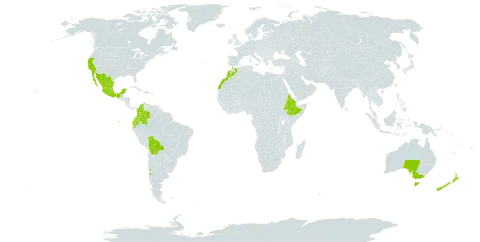 Solanum marginatum world distribution map, present in Australia, Bolivia (Plurinational State of), Chile, Colombia, Djibouti, Ecuador, Eritrea, Spain, Ethiopia, Morocco, Mexico, New Zealand, Portugal, and United States of America