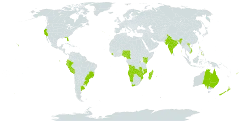 Solanum mauritianum world distribution map, present in Angola, Argentina, Australia, Brazil, Cameroon, Cook Islands, Ecuador, Spain, Fiji, India, Kenya, Sri Lanka, Madagascar, Mozambique, Mauritius, Namibia, Nigeria, Nepal, New Zealand, Peru, Philippines, Portugal, Réunion, Rwanda, Sierra Leone, eSwatini, Tonga, Uganda, Uruguay, United States of America, Viet Nam, South Africa, Zambia, and Zimbabwe