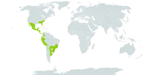 Solanum nigrescens world distribution map, present in Argentina, Bolivia (Plurinational State of), Brazil, Colombia, Costa Rica, Ecuador, Guatemala, Honduras, Saint Lucia, Mexico, Nicaragua, Panama, Peru, Puerto Rico, Paraguay, Uruguay, and United States of America