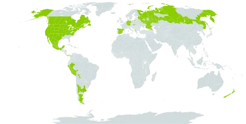 Solanum nitidibaccatum world distribution map, present in Albania, Argentina, Bolivia (Plurinational State of), Canada, Chile, Germany, Spain, Greece, Mexico, New Zealand, Panama, Peru, Russian Federation, Slovakia, Uruguay, and United States of America