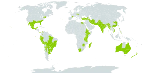 Solanum pseudocapsicum world distribution map, present in Argentina, Australia, Bolivia (Plurinational State of), Brazil, Bhutan, Chile, China, Colombia, Czech Republic, Ecuador, Egypt, Eritrea, Spain, Ethiopia, France, Georgia, Greece, India, Iran (Islamic Republic of), Kenya, Lesotho, Madagascar, Mexico, Myanmar, Nepal, New Zealand, Pakistan, Panama, Peru, Philippines, Portugal, Paraguay, Réunion, Slovakia, Trinidad and Tobago, Turkey, Taiwan, Province of China, Tanzania, United Republic of, Uruguay, United States of America, Venezuela (Bolivarian Republic of), Viet Nam, South Africa, and Zimbabwe