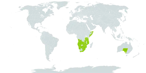 Solanum retroflexum world distribution map, present in Angola, Australia, Botswana, Lesotho, Mozambique, Malawi, Namibia, Somalia, eSwatini, Tanzania, United Republic of, South Africa, Zambia, and Zimbabwe