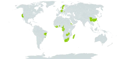 Solanum scabrum world distribution map, present in Belgium, Benin, Brazil, China, Côte d'Ivoire, Cameroon, Congo, Germany, Eritrea, Gabon, United Kingdom of Great Britain and Northern Ireland, Equatorial Guinea, Liberia, Madagascar, Mauritius, Réunion, Sierra Leone, Slovakia, Sweden, Taiwan, Province of China, Uganda, United States of America, South Africa, and Zambia