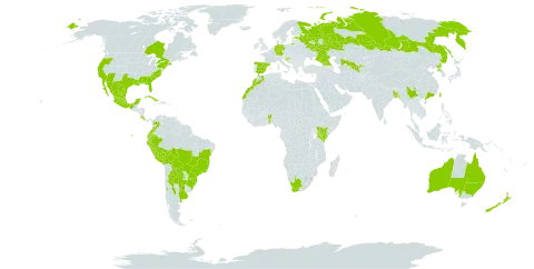 Solanum sisymbriifolium world distribution map, present in Argentina, Australia, Benin, Bangladesh, Bolivia (Plurinational State of), Brazil, Canada, Chile, China, Colombia, Costa Rica, Cuba, Germany, Ecuador, Spain, Estonia, Georgia, Croatia, Kenya, Morocco, Mexico, Nepal, New Zealand, Peru, Korea (Democratic People's Republic of), Paraguay, Russian Federation, eSwatini, Taiwan, Province of China, Uruguay, United States of America, Uzbekistan, and South Africa