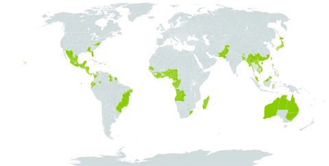 Solanum torvum world distribution map, present in Angola, Antigua and Barbuda, Australia, Benin, Bonaire, Sint Eustatius and Saba, Burkina Faso, Bangladesh, Bahamas, Belize, Brazil, Barbados, Bhutan, China, Côte d'Ivoire, Cameroon, Congo, Colombia, Cabo Verde, Costa Rica, Cayman Islands, Dominica, Ecuador, Fiji, Micronesia (Federated States of), Gabon, Ghana, Guinea, Guadeloupe, Gambia, Equatorial Guinea, Grenada, Guatemala, French Guiana, Guyana, Honduras, Indonesia, India, Jamaica, Japan, Cambodia, Kiribati, Lao People's Democratic Republic, Liberia, Saint Lucia, Sri Lanka, Madagascar, Mexico, Myanmar, Montserrat, Martinique, Mauritius, Malawi, Malaysia, Nigeria, Nicaragua, Nepal, Pakistan, Panama, Philippines, Puerto Rico, Réunion, Senegal, Singapore, Togo, Trinidad and Tobago, Taiwan, Province of China, United States of America, Saint Vincent and the Grenadines, Viet Nam, and South Africa