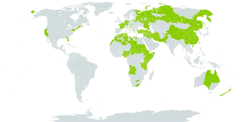 Solanum villosum world distribution map, present in Afghanistan, Angola, Anguilla, Albania, Armenia, Australia, Burundi, Belarus, Bhutan, China, Germany, Djibouti, Algeria, Eritrea, Spain, Ethiopia, France, Greece, Croatia, Iran (Islamic Republic of), Iraq, Kenya, Lebanon, Libya, Morocco, North Macedonia, Nigeria, Nepal, New Zealand, Pakistan, Portugal, Russian Federation, Sudan, Somalia, Slovakia, Syrian Arab Republic, Chad, Tunisia, Turkey, Taiwan, Province of China, Tanzania, United Republic of, Uganda, United States of America, and South Africa