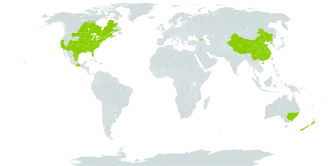 Solidago altissima world distribution map, present in Australia, Canada, China, Georgia, Mexico, New Zealand, Korea (Democratic People's Republic of), Taiwan, Province of China, and United States of America