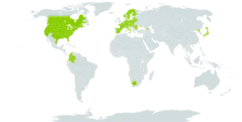 Solidago gigantea world distribution map, present in Austria, Belgium, Bulgaria, Bosnia and Herzegovina, Belarus, Canada, Switzerland, Colombia, Czech Republic, Germany, Denmark, Spain, Estonia, Finland, France, United Kingdom of Great Britain and Northern Ireland, Georgia, Guadeloupe, Croatia, Hungary, Italy, Japan, Lebanon, Liechtenstein, Lithuania, Luxembourg, Latvia, Mexico, Netherlands, Norway, Poland, Korea (Democratic People's Republic of), Portugal, Romania, Russian Federation, Serbia, Slovakia, Slovenia, Sweden, Ukraine, United States of America, and South Africa