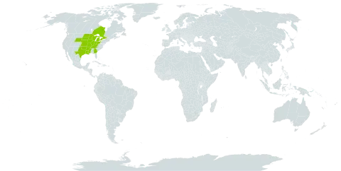 Solidago rigidiuscula world distribution map, present in Canada and United States of America