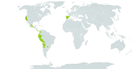 Soliva mexicana world distribution map, present in Argentina, Bolivia (Plurinational State of), Chile, Colombia, Costa Rica, Ecuador, Spain, Mexico, Panama, Peru, United States of America, and Venezuela (Bolivarian Republic of)