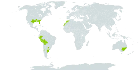 Soliva stolonifera world distribution map, present in Argentina, Australia, Bolivia (Plurinational State of), Chile, Spain, Morocco, Peru, Portugal, Uruguay, and United States of America