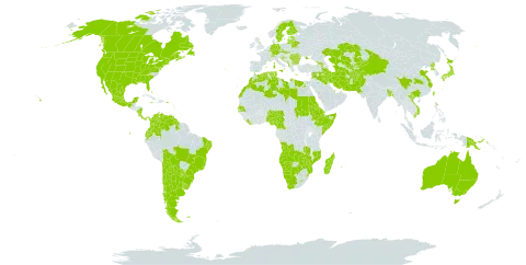 Sonchus asper world distribution map, present in Afghanistan, Angola, Albania, Andorra, Argentina, Armenia, American Samoa, Antigua and Barbuda, Australia, Burkina Faso, Bangladesh, Bulgaria, Bahamas, Bosnia and Herzegovina, Belarus, Bermuda, Bolivia (Plurinational State of), Brazil, Barbados, Botswana, Canada, Switzerland, Chile, China, Cameroon, Colombia, Costa Rica, Czech Republic, Germany, Djibouti, Algeria, Ecuador, Egypt, Eritrea, Spain, Estonia, Ethiopia, Finland, Falkland Islands (Malvinas), France, United Kingdom of Great Britain and Northern Ireland, Georgia, Gibraltar, Guadeloupe, Greece, Guyana, Croatia, Iran (Islamic Republic of), Iraq, Italy, Jamaica, Japan, Kazakhstan, Kyrgyzstan, Liberia, Libya, Lesotho, Lithuania, Luxembourg, Latvia, Morocco, Monaco, Moldova (Republic of), Madagascar, Mexico, North Macedonia, Montenegro, Mozambique, Martinique, Mauritius, Namibia, Nigeria, Nicaragua, New Zealand, Pakistan, Panama, Papua New Guinea, Puerto Rico, Korea (Democratic People's Republic of), Portugal, Paraguay, Qatar, Réunion, Romania, Russian Federation, Sudan, Senegal, Saint Helena, Ascension and Tristan da Cunha, Somalia, Saint Pierre and Miquelon, Serbia, Slovakia, Slovenia, Sweden, eSwatini, Syrian Arab Republic, Chad, Tajikistan, Turkmenistan, Tonga, Tunisia, Taiwan, Province of China, Ukraine, Uruguay, United States of America, Uzbekistan, Venezuela (Bolivarian Republic of), Viet Nam, South Africa, Zambia, and Zimbabwe