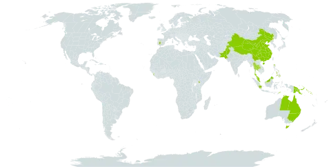 Sonneratia caseolaris world distribution map, present in Australia, China, Spain, Indonesia, Iceland, Kenya, Sri Lanka, Malaysia, Pakistan, Philippines, Papua New Guinea, Solomon Islands, Thailand, and Timor-Leste