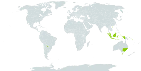 Sonneratia world distribution map, present in Argentina, Australia, China, Micronesia (Federated States of), Indonesia, Malaysia, Palau, Papua New Guinea, Puerto Rico, Solomon Islands, and United States of America