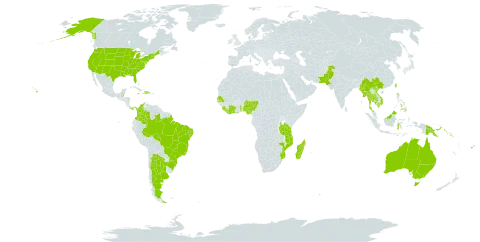 Sophora tonkinensis world distribution map, present in Argentina, Australia, Bahamas, Belize, Brazil, China, Côte d'Ivoire, Colombia, Cayman Islands, Dominican Republic, Fiji, Ghana, Haiti, Indonesia, India, Jamaica, Cambodia, Kiribati, Liberia, Sri Lanka, Madagascar, Maldives, Marshall Islands, Myanmar, Northern Mariana Islands, Mozambique, Mauritius, Malaysia, Nigeria, Pakistan, Panama, Philippines, Papua New Guinea, Senegal, Singapore, Solomon Islands, Sierra Leone, Seychelles, Togo, Thailand, Taiwan, Province of China, Tanzania, United Republic of, United States of America, and Viet Nam