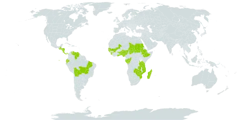 Sorghastrum incompletum world distribution map, present in Benin, Burkina Faso, Bolivia (Plurinational State of), Brazil, Congo, Costa Rica, Ecuador, Ethiopia, Gabon, Ghana, Guinea, Guinea-Bissau, Guatemala, Honduras, Madagascar, Mali, Mozambique, Nigeria, Nicaragua, Panama, Sudan, Senegal, Sierra Leone, Chad, Togo, Tanzania, United Republic of, Venezuela (Bolivarian Republic of), Zambia, and Zimbabwe