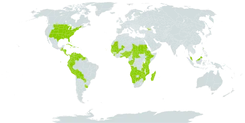 Sorghastrum world distribution map, present in Angola, Åland Islands, Benin, Burkina Faso, Bahamas, Belize, Bolivia (Plurinational State of), Botswana, Central African Republic, Congo, Colombia, Cabo Verde, Costa Rica, Cuba, Dominica, Ecuador, Ethiopia, Micronesia (Federated States of), Gabon, Georgia, Ghana, Guinea, Gambia, Guinea-Bissau, Guatemala, Guyana, Honduras, Haiti, Jamaica, Kenya, Madagascar, Mali, Mozambique, Mauritania, Malaysia, Namibia, Nigeria, Nicaragua, Panama, Peru, Puerto Rico, Paraguay, Sudan, Senegal, Sierra Leone, Suriname, eSwatini, Chad, Togo, Tanzania, United Republic of, Uganda, Uruguay, United States of America, Venezuela (Bolivarian Republic of), Zambia, and Zimbabwe