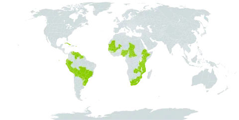 Sorghastrum stipoides world distribution map, present in Burkina Faso, Bolivia (Plurinational State of), Brazil, Central African Republic, Cuba, Ecuador, Ethiopia, Guinea, Gambia, Guyana, Kenya, Mali, Mozambique, Mauritania, Nigeria, Peru, Puerto Rico, Paraguay, Senegal, Suriname, eSwatini, Chad, Tanzania, United Republic of, Uganda, Uruguay, Venezuela (Bolivarian Republic of), South Africa, and Zambia