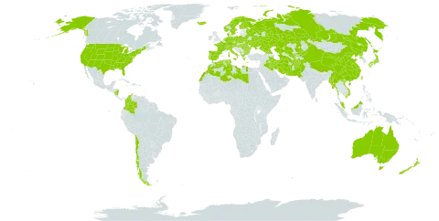 Sparganium world distribution map, present in Afghanistan, Åland Islands, Albania, Australia, Austria, Bulgaria, Belarus, Switzerland, Chile, China, Colombia, Czech Republic, Germany, Denmark, Algeria, Spain, Finland, France, Micronesia (Federated States of), Georgia, Greece, Hungary, Ireland, Iran (Islamic Republic of), Iraq, Iceland, Italy, Japan, Kazakhstan, Kyrgyzstan, Libya, Morocco, Myanmar, Montenegro, Malaysia, Nicaragua, Netherlands, Norway, New Zealand, Pakistan, Palau, Poland, Korea (Democratic People's Republic of), Portugal, Romania, Russian Federation, Sweden, Turks and Caicos Islands, Turkmenistan, Tunisia, Taiwan, Province of China, Ukraine, United States of America, Uzbekistan, and Viet Nam