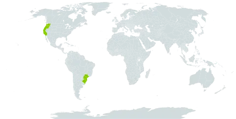 Spartina densiflora world distribution map, present in Brazil and United States of America