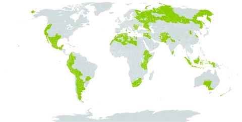 Spartium junceum world distribution map, present in Afghanistan, Albania, Argentina, Armenia, American Samoa, Australia, Azerbaijan, Bulgaria, Bolivia (Plurinational State of), Brazil, Bhutan, China, Colombia, Algeria, Ecuador, Spain, Estonia, Ethiopia, France, Georgia, Ghana, Greece, Guatemala, Indonesia, India, Iraq, Israel, Italy, Kenya, Lebanon, Libya, Sri Lanka, Morocco, Mexico, Malta, Mauritius, New Zealand, Pakistan, Peru, Portugal, Romania, Russian Federation, Syrian Arab Republic, Tunisia, Tanzania, United Republic of, Ukraine, United States of America, and South Africa