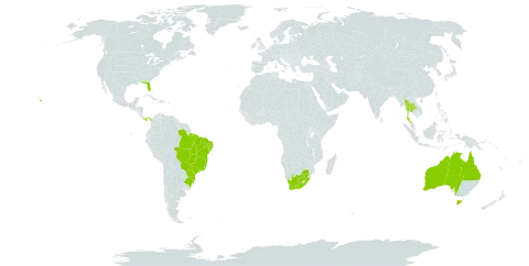 Spathodea campanulata world distribution map, present in Australia, Brazil, Panama, Thailand, United States of America, and South Africa