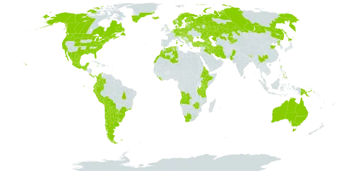 Spergula arvensis world distribution map, present in Angola, Albania, Argentina, Armenia, Australia, Austria, Azerbaijan, Belgium, Bulgaria, Bosnia and Herzegovina, Belarus, Bolivia (Plurinational State of), Brazil, Bhutan, Canada, Switzerland, Chile, China, Colombia, Costa Rica, Czech Republic, Germany, Denmark, Algeria, Ecuador, Eritrea, Spain, Estonia, Ethiopia, Finland, Falkland Islands (Malvinas), France, United Kingdom of Great Britain and Northern Ireland, Georgia, Gibraltar, Greece, Greenland, Guatemala, Croatia, Hungary, India, Iran (Islamic Republic of), Iraq, Iceland, Israel, Italy, Jamaica, Japan, Kazakhstan, Kenya, Kyrgyzstan, Lebanon, Liberia, Liechtenstein, Sri Lanka, Lesotho, Lithuania, Luxembourg, Latvia, Morocco, Mexico, North Macedonia, Malta, Montenegro, Netherlands, Norway, Nepal, New Zealand, Pakistan, Panama, Peru, Philippines, Papua New Guinea, Poland, Korea (Democratic People's Republic of), Portugal, Paraguay, Réunion, Romania, Russian Federation, Saint Pierre and Miquelon, Serbia, Slovakia, Sweden, Turkey, Tanzania, United Republic of, Ukraine, Uruguay, United States of America, South Africa, and Zimbabwe