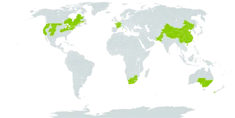 Spergularia media world distribution map, present in Australia, Canada, China, France, New Zealand, Pakistan, United States of America, and South Africa