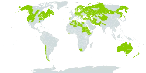 Spergularia rubra world distribution map, present in Anguilla, Albania, Armenia, Australia, Austria, Azerbaijan, Belgium, Bulgaria, Bosnia and Herzegovina, Belarus, Canada, Switzerland, Chile, China, Czech Republic, Germany, Denmark, Algeria, Egypt, Eritrea, Spain, Estonia, Ethiopia, Finland, France, United Kingdom of Great Britain and Northern Ireland, Georgia, Greece, Croatia, Hungary, India, Iran (Islamic Republic of), Israel, Italy, Japan, Kazakhstan, Kyrgyzstan, Liberia, Libya, Liechtenstein, Lithuania, Luxembourg, Latvia, North Macedonia, Malta, Montenegro, Netherlands, Norway, New Zealand, Pakistan, Poland, Korea (Democratic People's Republic of), Portugal, Romania, Russian Federation, Saudi Arabia, Sudan, Saint Pierre and Miquelon, Serbia, Slovakia, Slovenia, Sweden, Turkmenistan, Turkey, Ukraine, United States of America, and South Africa